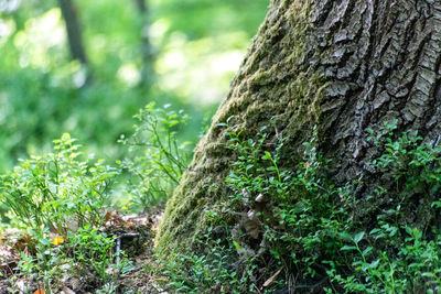 Close-up of moss growing on tree trunk