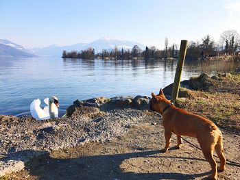 View of dog on lake against sky