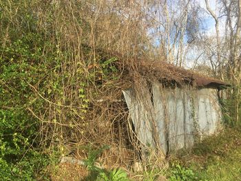 Close-up of jellyfish against sky