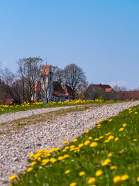 Yellow flowers on field by road against blue sky