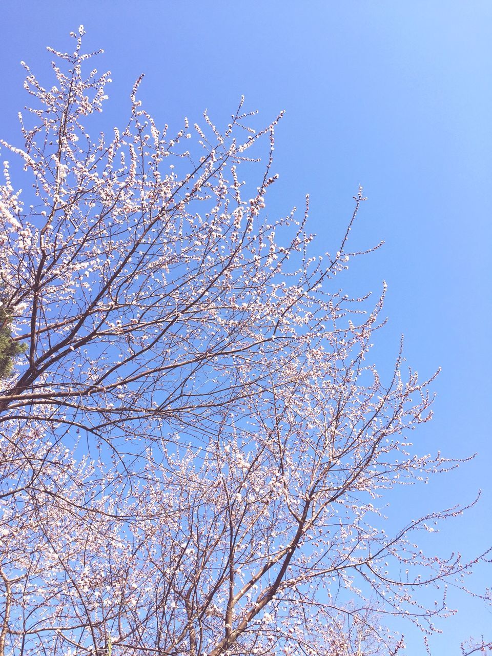 branch, low angle view, clear sky, tree, flower, growth, beauty in nature, freshness, nature, blue, blossom, sky, fragility, springtime, tranquility, cherry blossom, day, outdoors, cherry tree, blooming