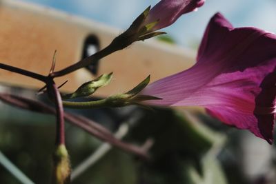 Close-up of pink flowering plant