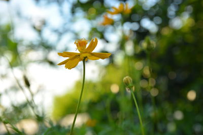 Close-up of yellow flowering plant