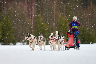 Full length of a dog on snow