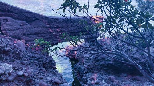 Scenic view of tree by rocks