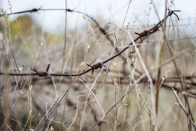 Close-up of dry plants on field seen through fence