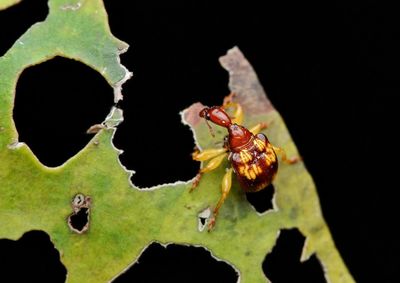 Close-up of insect on leaf