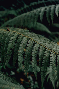 Close-up of fern