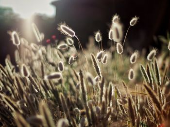 Close-up of plant growing on field