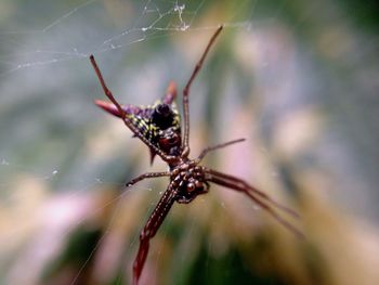 Close-up of spider on web
