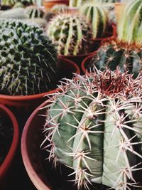 Close-up of succulent plant in pot