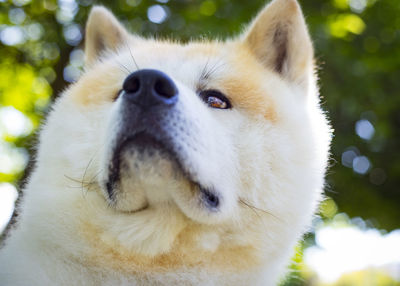 Akita inu dog looking defiant in a park