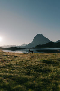 Purebred dog standing on grassland against lake and high snowy mountain under blue sky in daytime