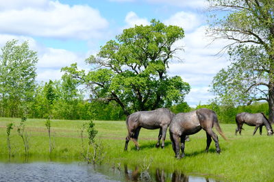 Horses in a field