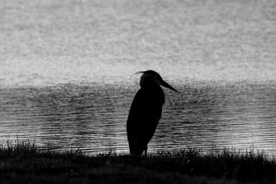 Silhouette bird on a lake