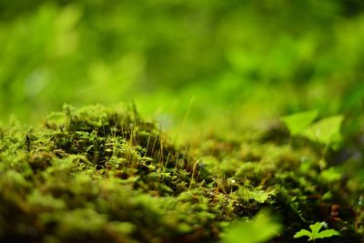 Close-up of plant growing on field