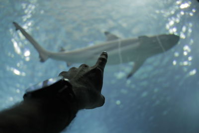 Close-up of hand feeding by sea