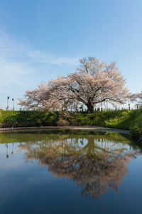 reflection