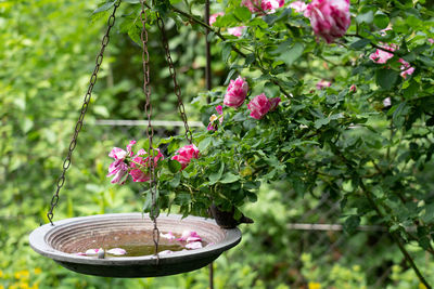 Close-up of pink flowering plant against trees