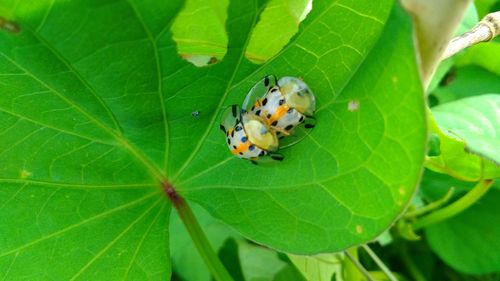 High angle view of insect on leaf