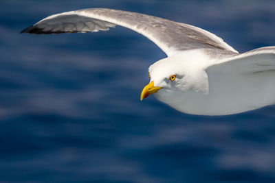 Seagull flying