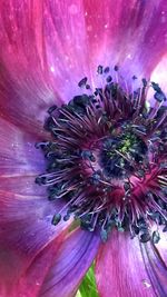 Close-up of pink flower