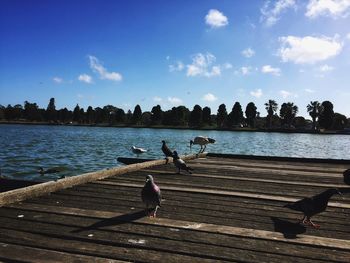 Birds on wooden boardwalk by lake against blue sky