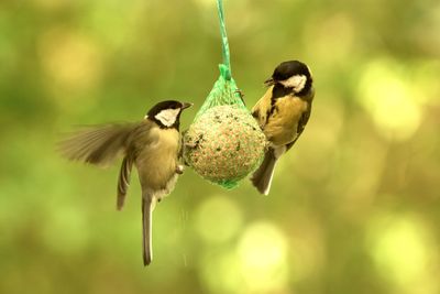 Close-up of bird perching on feeder