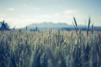 Close-up of wheat field against sky