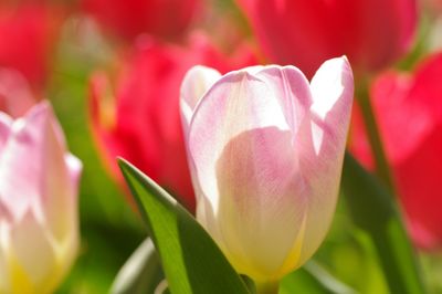 Close-up of pink rose blooming outdoors