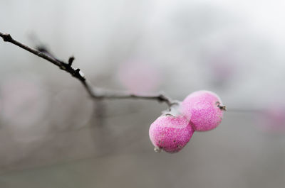 Close-up of fruits on plant