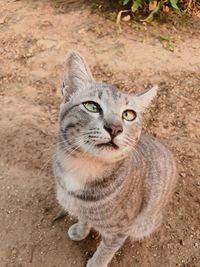 Portrait of tabby cat on land