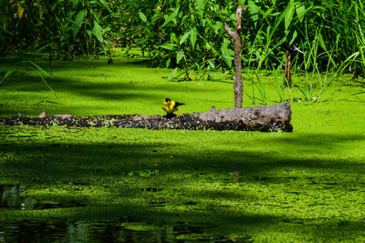 View of bird in lake