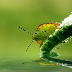 Close-up of insect on water