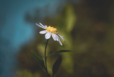 Close-up of white flowering plant