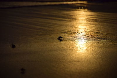 Silhouette birds on lake at sunset