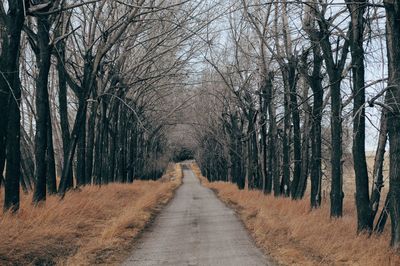 Road amidst bare trees in forest