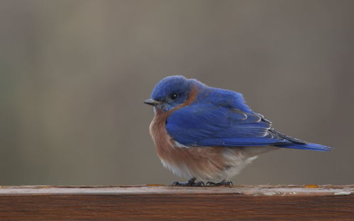 Bird perching on blue wall