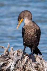 Close-up of bird perching on shore