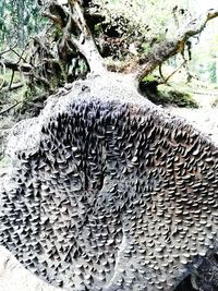 Close-up of tree trunk on field