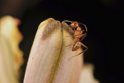 Close-up of spider on flower