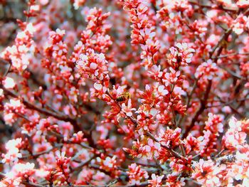 Close-up of bee on cherry blossoms