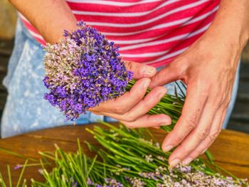 Blooming healing lavender plants ready to bid into bunch . purple herbal stalks on agriculture farm