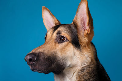 Close-up of dog against blue background