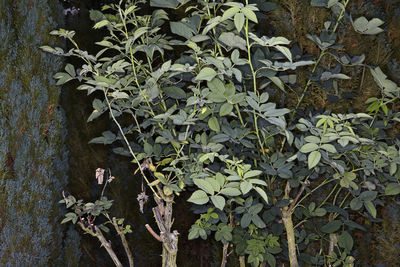 Close-up of ivy growing on plant