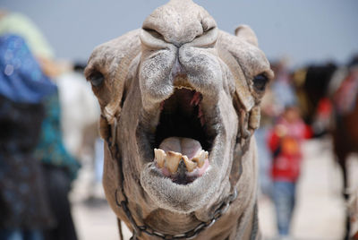 Close-up of horse outdoors