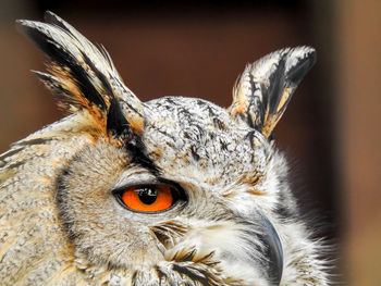 Close-up portrait of owl