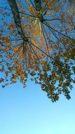 Low angle view of tree against blue sky