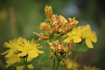 Close-up of yellow flowering plant