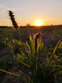 Close-up of plant growing on field against sky during sunset